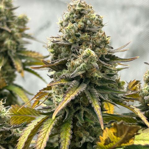 Amsterdam Amnesia # 6  growlog timeline photo