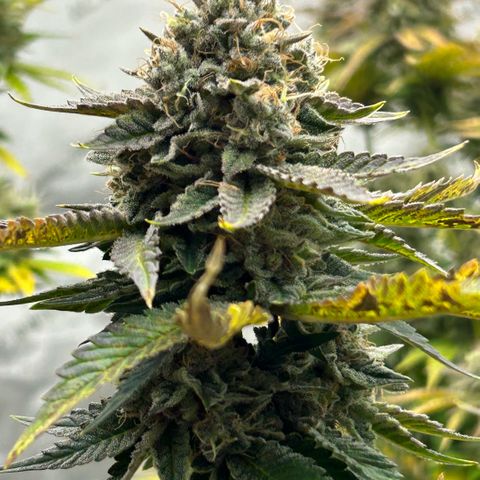 Amsterdam Amnesia # 5 growlog timeline photo