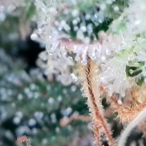 Amsterdam Amnesia # 6  growlog timeline photo