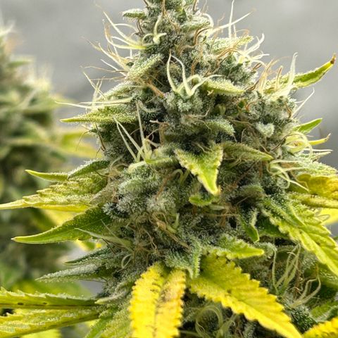 Haze Berry #1  growlog timeline photo