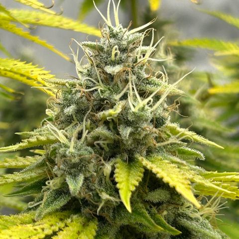 Haze Berry #1  growlog timeline photo