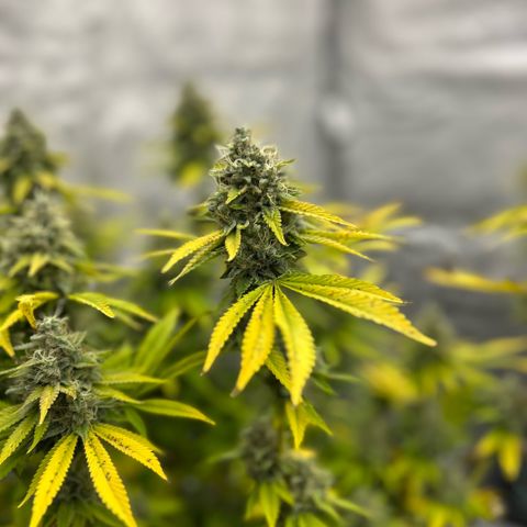 Haze Berry #1  growlog timeline photo