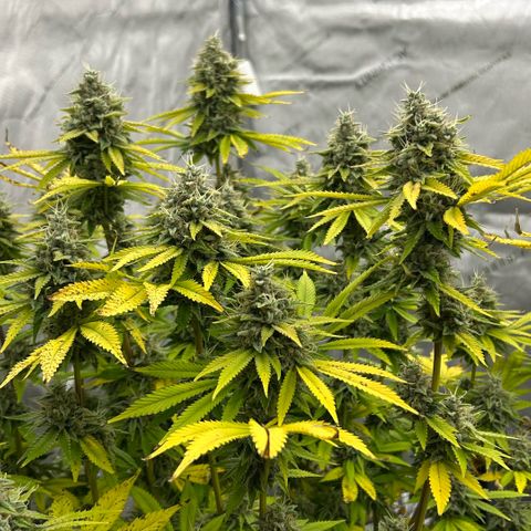 Haze Berry #1  growlog timeline photo