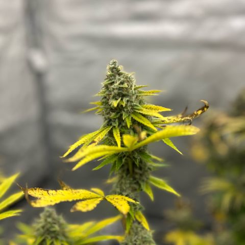 Haze Berry #1  growlog timeline photo