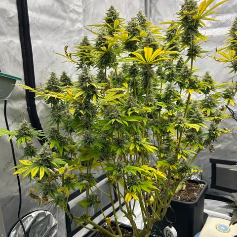 Haze Berry #1  growlog timeline photo