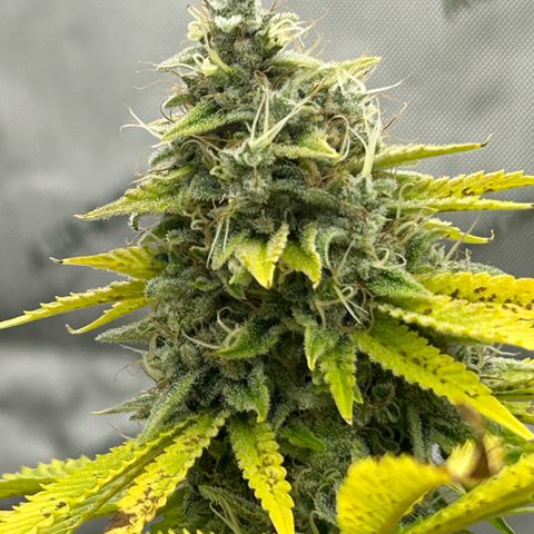 Haze Berry #1  growlog timeline photo