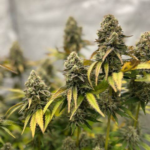 Amsterdam Amnesia # 6  growlog timeline photo