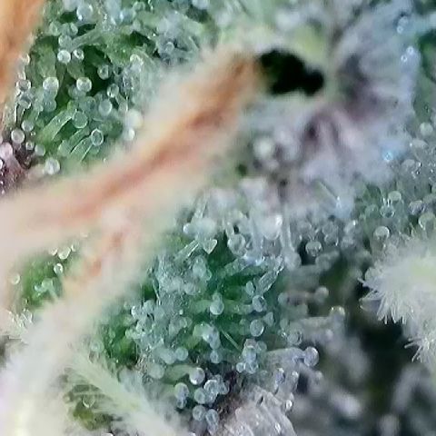 Amsterdam Amnesia # 5 growlog timeline photo
