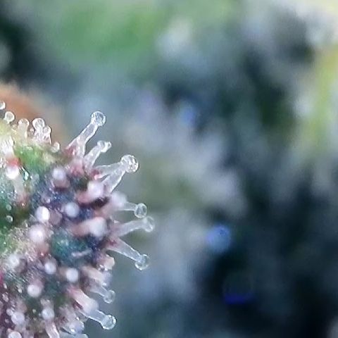 Amsterdam Amnesia # 5 growlog timeline photo