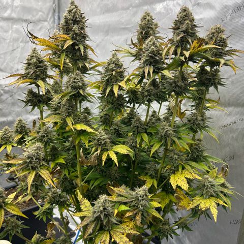Amsterdam Amnesia # 6  growlog timeline photo