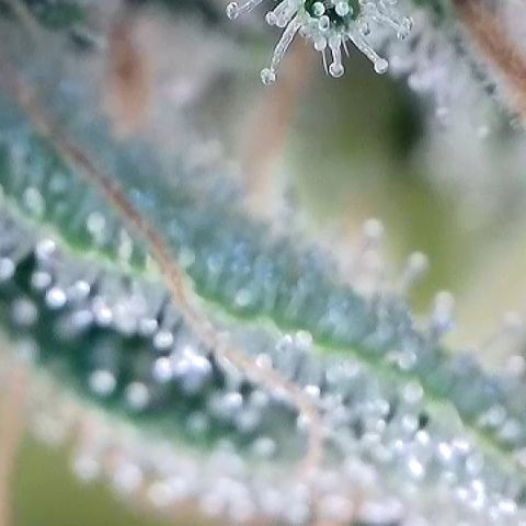 Haze Berry #1  growlog timeline photo