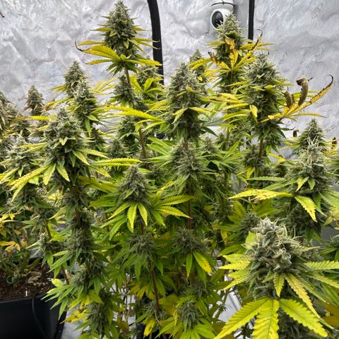 Haze Berry #1  growlog timeline photo