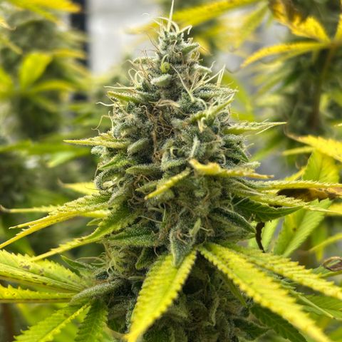 Haze Berry #1  growlog timeline photo