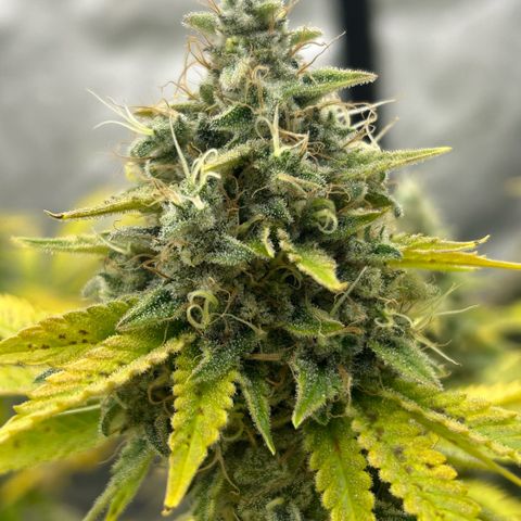 Haze Berry #1  growlog timeline photo