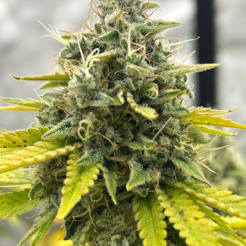 Haze Berry #1  growlog timeline photo