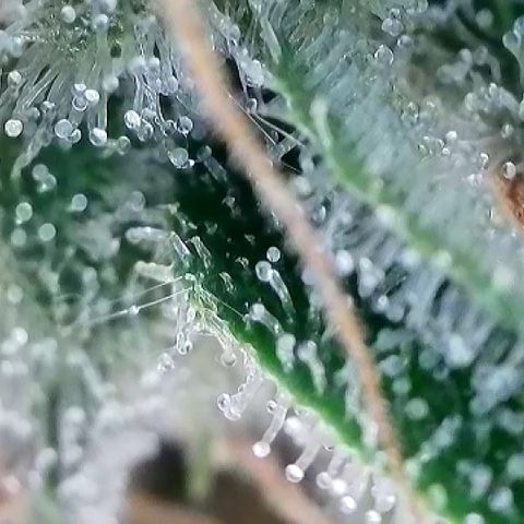 Haze Berry #1  growlog timeline photo