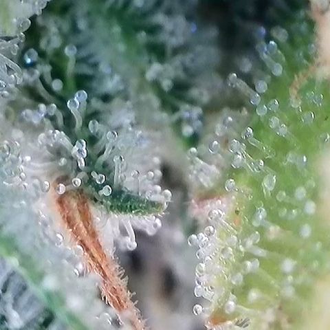 Haze Berry #1  growlog timeline photo