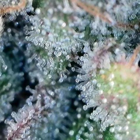 Amsterdam Amnesia # 5 growlog timeline photo