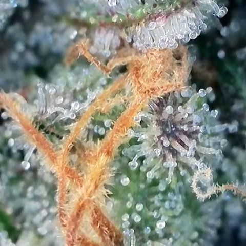 Amsterdam Amnesia # 5 growlog timeline photo
