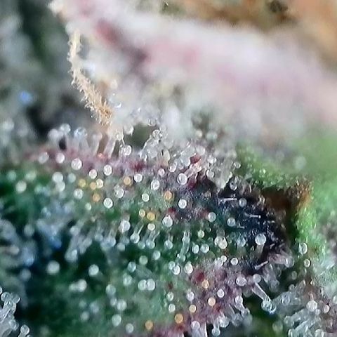 Amsterdam Amnesia # 5 growlog timeline photo
