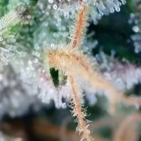Amsterdam Amnesia # 5 growlog timeline photo
