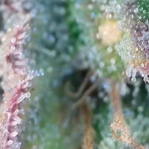 Amsterdam Amnesia # 5 growlog timeline photo