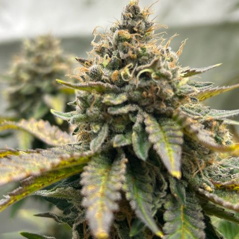 Amsterdam Amnesia # 5 growlog timeline photo