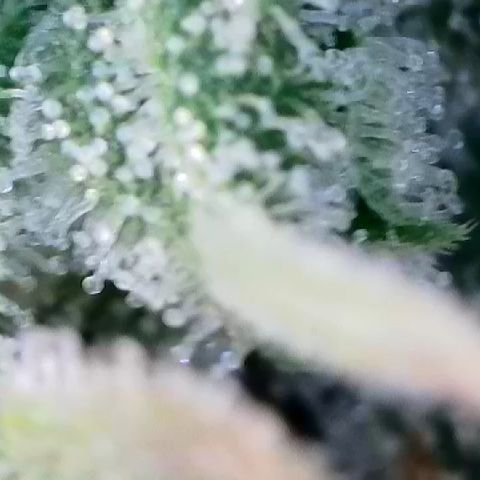 Haze Berry #1  growlog timeline photo