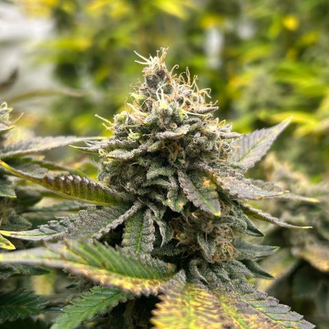 Amsterdam Amnesia # 5 growlog timeline photo