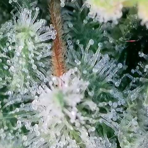 Haze Berry #1  growlog timeline photo