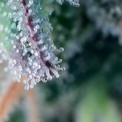 Amsterdam Amnesia # 5 growlog timeline photo