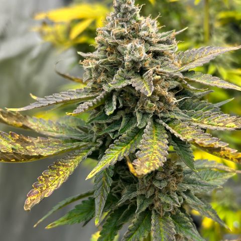 Amsterdam Amnesia # 5 growlog timeline photo
