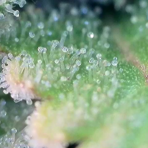 Haze Berry #1  growlog timeline photo