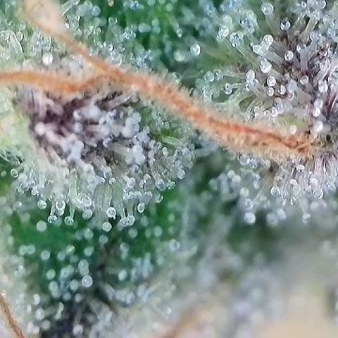 Amsterdam Amnesia # 5 growlog timeline photo
