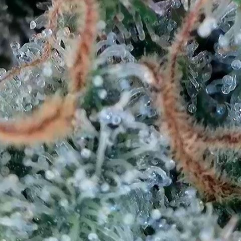 Amsterdam Amnesia # 6  growlog timeline photo