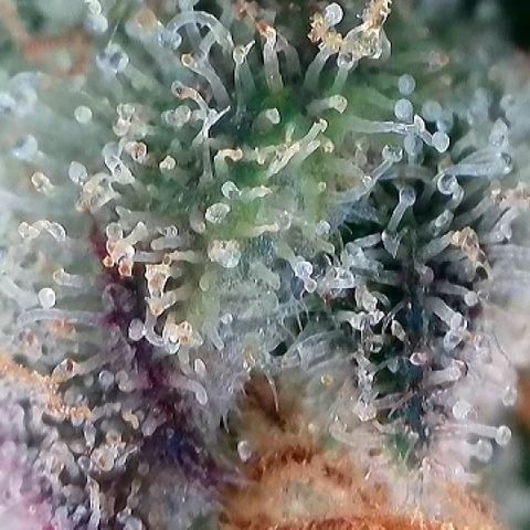 Amsterdam Amnesia # 6  growlog timeline photo