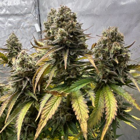 Amsterdam Amnesia # 6  growlog timeline photo