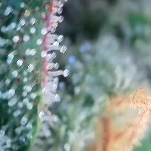 Amsterdam Amnesia # 6  growlog timeline photo