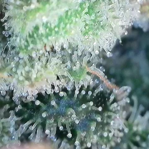 Amsterdam Amnesia # 6  growlog timeline photo