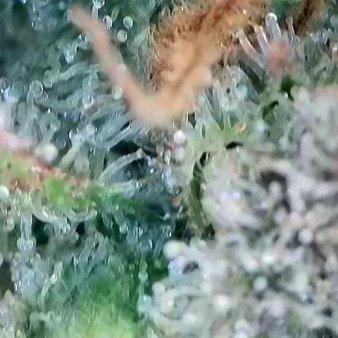 Amsterdam Amnesia # 6  growlog timeline photo
