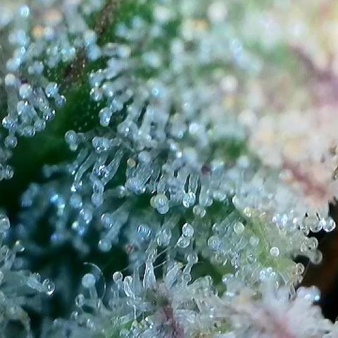 Amsterdam Amnesia # 6  growlog timeline photo