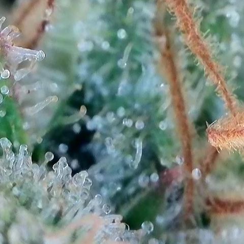 Amsterdam Amnesia # 6  growlog timeline photo