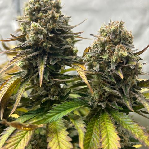 Amsterdam Amnesia # 6  growlog timeline photo