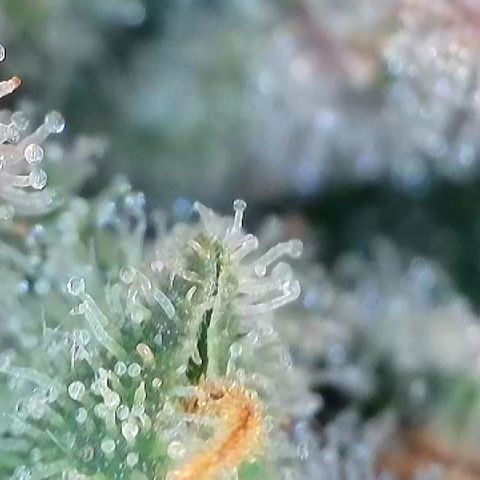 Amsterdam Amnesia # 6  growlog timeline photo