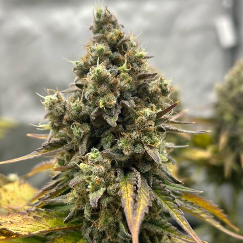 Amsterdam Amnesia # 6  growlog timeline photo