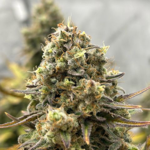 Amsterdam Amnesia # 6  growlog timeline photo