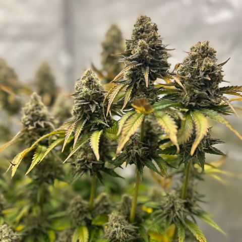 Amsterdam Amnesia # 6  growlog timeline photo