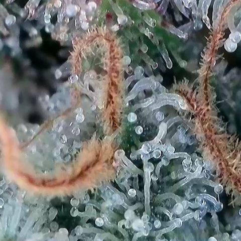 Amsterdam Amnesia # 6  growlog timeline photo