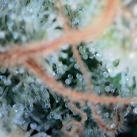 Amsterdam Amnesia # 6  growlog timeline photo