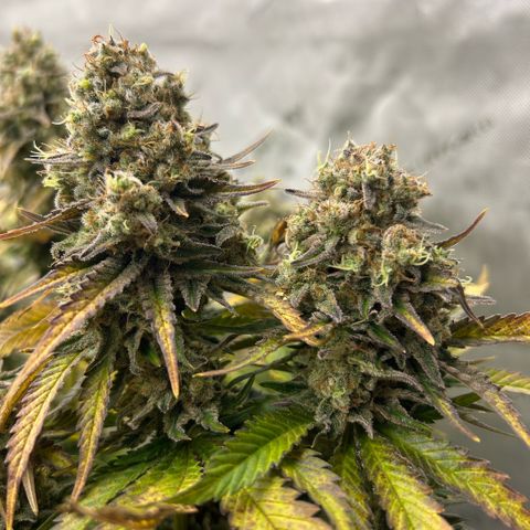 Amsterdam Amnesia # 6  growlog timeline photo